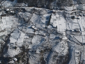 11 Coltivazioni di the